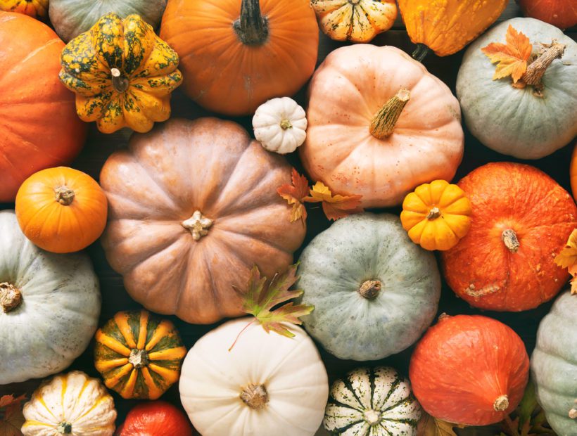 Various fresh ripe pumpkins as background